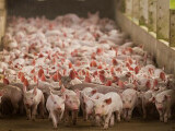 România, pe primul loc la focare de pestă porcină. Virusul rezistă doi ani și închide ferme întregi