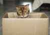 Germania. O pisică a fost trimisă din greşeală într-un colet