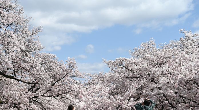 Cum fotografiezi natura sălbatică de la distanță: autofocus, etică și strategie pe teren
