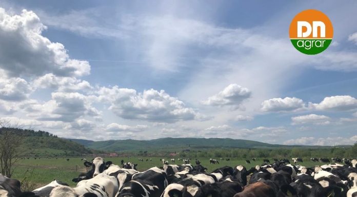 DN Agrar Group, cel mai mare producător de lapte de vacă din Europa, şi-a dublat profitul net în primele nouă luni, până la 43 milioane lei, şi a înregistrat o cifră de afaceri de 158 milioane lei, în creştere cu 25%