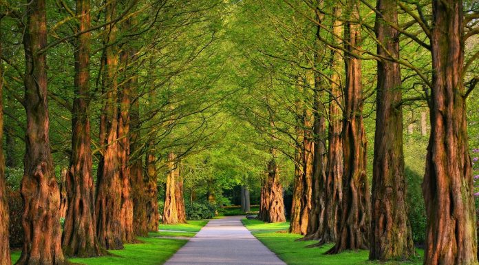 Efectul luxului – Cei cu mai mulți bani au și mai mulți…copaci în jur