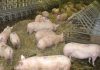 6.000 de porci vor fi uciși la o fermă din Arad din cauza pestei porcine africane