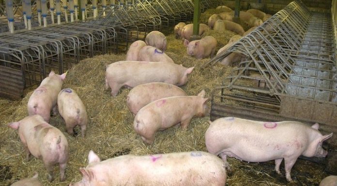 6.000 de porci vor fi uciși la o fermă din Arad din cauza pestei porcine africane