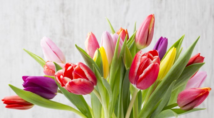 Cum se pregătesc bulbii pentru plantarea de primăvară