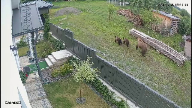 Câți bani au primit oamenii ca despăgubiri de la stat pentru stricăciunile provocate de urși. ”Am făcut hârtie la primărie”