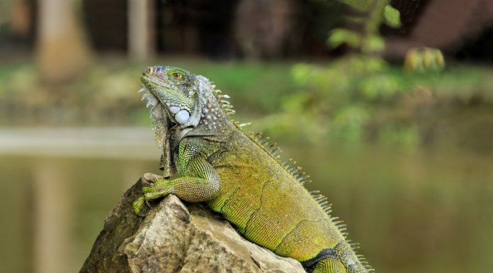 Ploaie cu iguane în sudul Floridei. Reptilele cad din copaci în timpul valului de frig