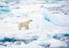 Urşii polari din Svalbard au rezistat mai bine decât se preconiza la încălzirea climei (studiu)