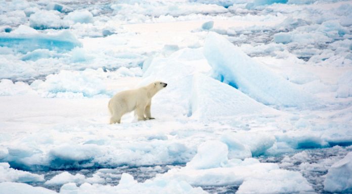 Urşii polari din Svalbard au rezistat mai bine decât se preconiza la încălzirea climei (studiu)