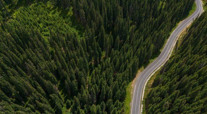 Împădurirea României. Octavian Berceanu: „Pe terenuri sunt mulți primari sau prieteni de-ai lor care iau subvenții de la APIA”