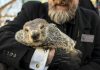 „Phil și-a văzut umbra”. Cât va mai dura iarna în SUA, conform „predicției” marmotei din Pennsylvania