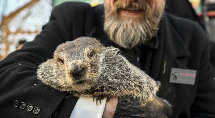 „Phil și-a văzut umbra”. Cât va mai dura iarna în SUA, conform „predicției” marmotei din Pennsylvania
