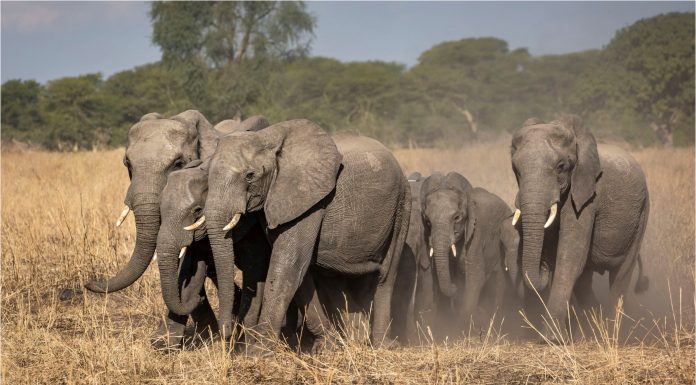 Oamenii care se luptă cu elefanții: Cum a ajuns un proiect de salvare a animalelor sălbatice să provoace un conflict devastator