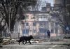 10.000 de câini terorizează locuitorii din Mariupol. La ce măsuri au recurs autoritățile de ocupație ale Rusiei