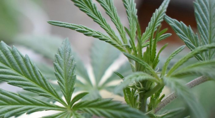 Compania olandeză HempFlax, cultivator şi procesator de cânepă, îşi închide operaţiunile din România şi vinde tot portofoliul agricol de pe plan local