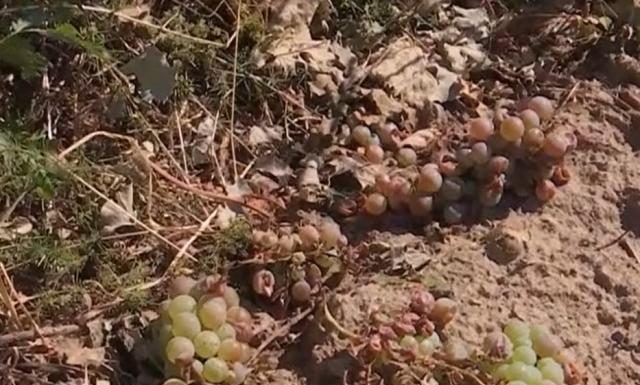 Viticultorii din Prahova câștigă procesul cu Ministerul Agriculturii: ordinul care a oprit sistemul antigrindină a fost anulat