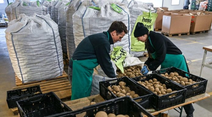 Cartofi gratis la Berlin: Cum încearcă fermierii germani să „scape“ de cea mai mare recoltă din ultimii 25 de ani