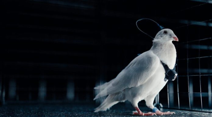 Cipuri în creierul porumbeilor: un startup rus testează „biodrone” controlate de la distanță