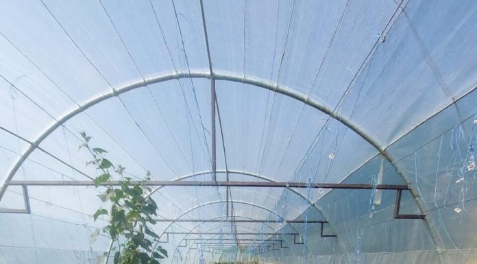 Au apărut primele verdețuri românești la tarabe. Cât costă cumpărăturile la piață