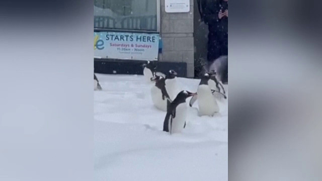 Imagini adorabile cu pinguinii din parcul natural din Pittsburgh. Cum s-au bucurat de ninsoare