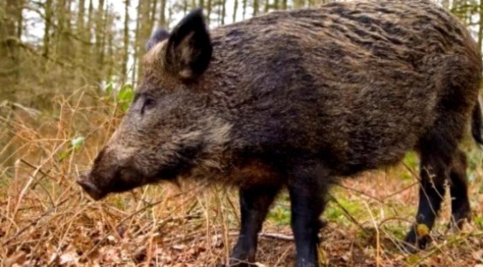 Focar de pestă porcină în județul Brașov. Mistreții din mai multe păduri vor fi vânați