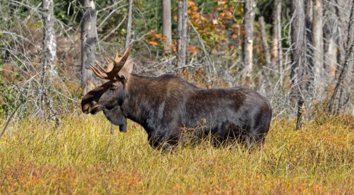 Animalul rar întâlnit în România, cu un farmec aparte. Deși unii îl consideră neatractiv, în țara noastră mai există doar câteva exemplare