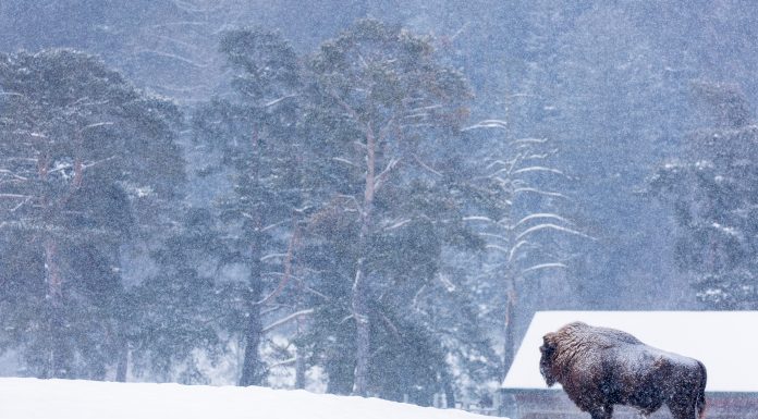 Maiestuoșii dăunători. Oamenii din Argeș se plâng că zimbrii le mănâncă fânul din curte