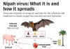 Virusul mortal Nipah, din India și Bangladesh, sperie România. Ce spune dr. Florin Roșu: „Gazda naturală a virusului este liliacul de fructe”