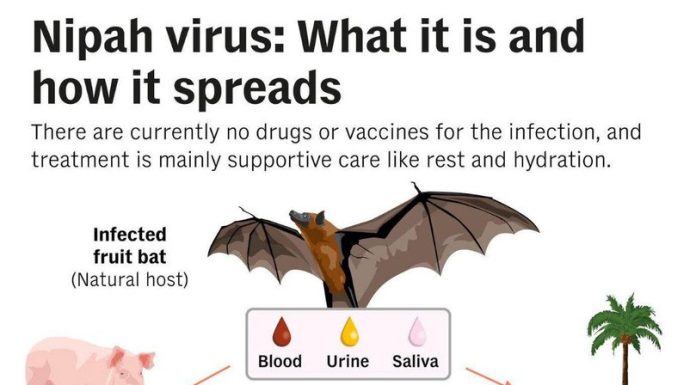 Virusul mortal Nipah, din India și Bangladesh, sperie România. Ce spune dr. Florin Roșu: „Gazda naturală a virusului este liliacul de fructe”