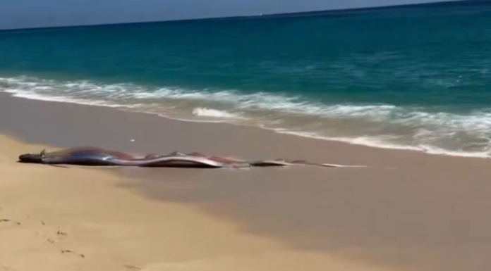 Doi „pești ai Apocalipsei” descoperiți pe o plajă de către turiști. Oamenii spun că este un semn rău