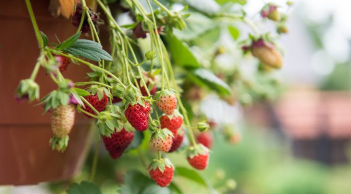 Cum să cultivi căpșuni în apartament. Metoda pentru a crește fructe în ghiveci și pentru a te bucura de recoltă proaspătă