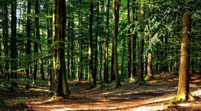 Bugetul Romsilva, aprobat doar cu condiția să includă bani pentru camere de înregistrare pentru pădurari