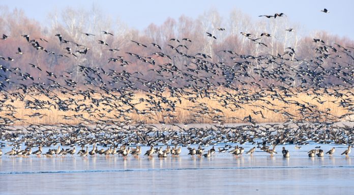 Bogdan-Ioachim Bulete a fost revocat din funcţia de guvernator al Administraţiei Rezervaţiei Biosferei ”Delta Dunării” / Florin Stăneaţă, director al APIA Tulcea, preia postul
