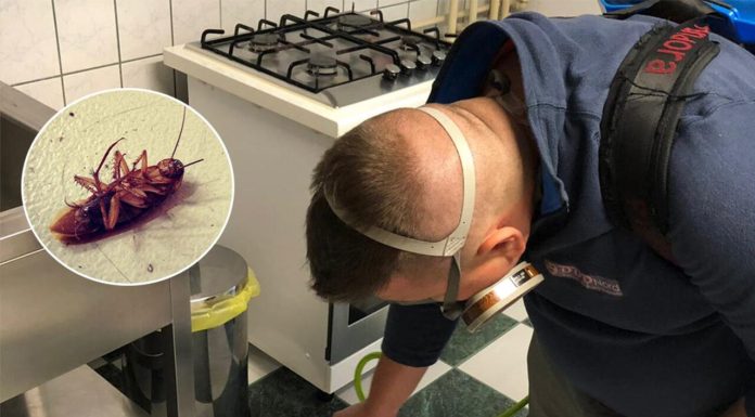 Cum scapi de gândacii de bucătărie, dacă spray-ul se dovedește a fi ineficient. Îți prezentăm 5 soluții 100% garantate