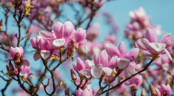 Vremea azi, 26 aprilie. Vântul se întețește în majoritatea regiunilor, iar temperaturile vor ajunge la 26 de grade