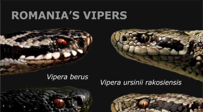 Salvamont Bihor: Întâlnirile cu şerpii pe munte şi nu numai devin din ce în ce mai dese şi în cele mai nebănuite locuri / Recomandări pentru turişti / Simptomele muşcăturii de viperă şi măsuri de prim ajutor