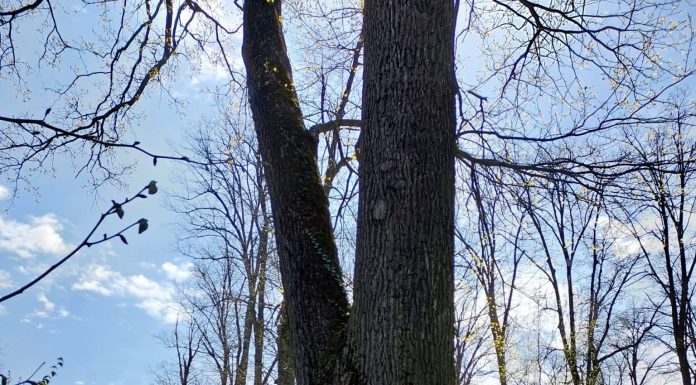 Ministrul Mediului anunţă salvarea arborilor seculari din jurul municipiului Iaşi, care fuseseră marcaţi şi urmau să fie tăiaţi / Buzoianu: Vor fi abori lăsaţi pentru biodiversitate!