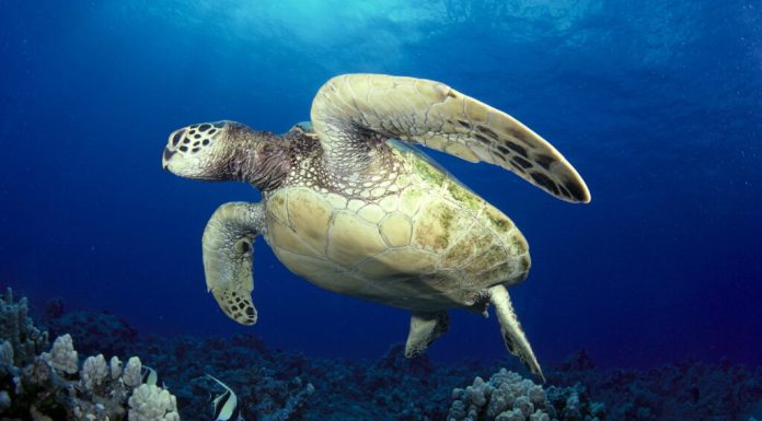 O tânără a fost arestată la Bangkok după ce a fost prinsă cu 30 de țestoase ascunse sub haine