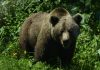 Un urs a fost semnalat într-o localitate din Maramureș. Autoritățile au emis mesaj RO-Alert
