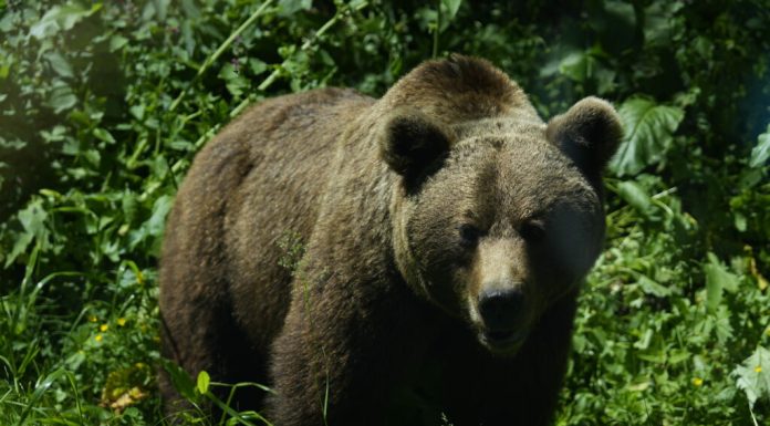 Un urs a fost semnalat într-o localitate din Maramureș. Autoritățile au emis mesaj RO-Alert