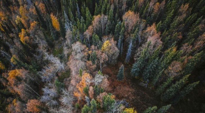 WSJ: Cel mai mare proprietar de terenuri din America folosește inteligența artificială pentru a digitaliza pădurea