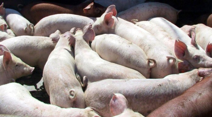 În timp ce țările UE pierd teren la exportul în Asia, carnea de porc ucraineană intră în Vietnam, Filipine și Singapore