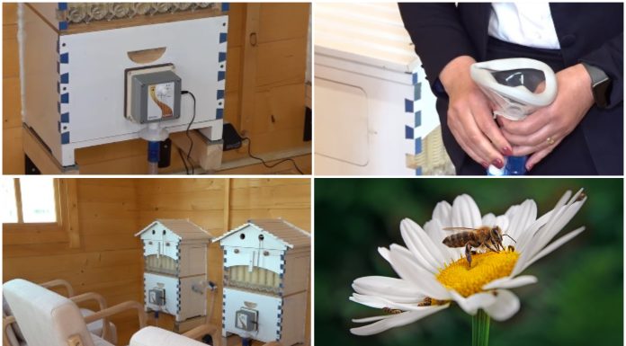 Metodă naturală inovatoare: terapia cu aerul din stup. Județele din România unde oamenii pot face apiterapie: „E foarte benefică”
