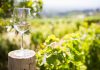 Comuna din Prahova care a devenit prima localitate oenoturistică din România. Alte câteva ar putea urma cât de curând
