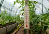 Răsadurile, în pericol din cauza diferențelor mari de temperatură de la zi la noapte. Cum încearcă legumicultorii să salveze producția