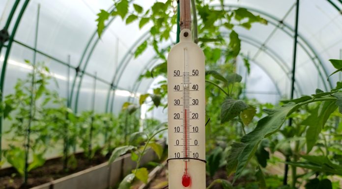 Răsadurile, în pericol din cauza diferențelor mari de temperatură de la zi la noapte. Cum încearcă legumicultorii să salveze producția