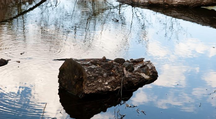 Primii oameni foloseau lemne aduse de apă pentru a aprinde focuri, în urmă cu 780.000 de ani