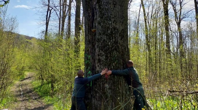 Diana Buzoianu anunță salvarea copacilor seculari din pădurile din jurul Iașiului: „Vor fi abori lăsaţi pentru biodiversitate!”