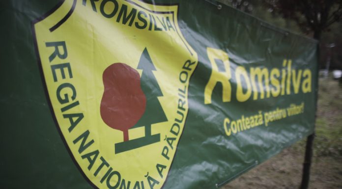 Instanţa respinge tentativa de suspendare a reformei Romsilva. Ministerul Mediului câştigă procesul privind HG de reorganizare a regiei