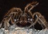 Descoperire înfiorătoare într-un tren din Germania: Un mecanic a găsit o cutie cu zeci de tarantule. Ce a urmat