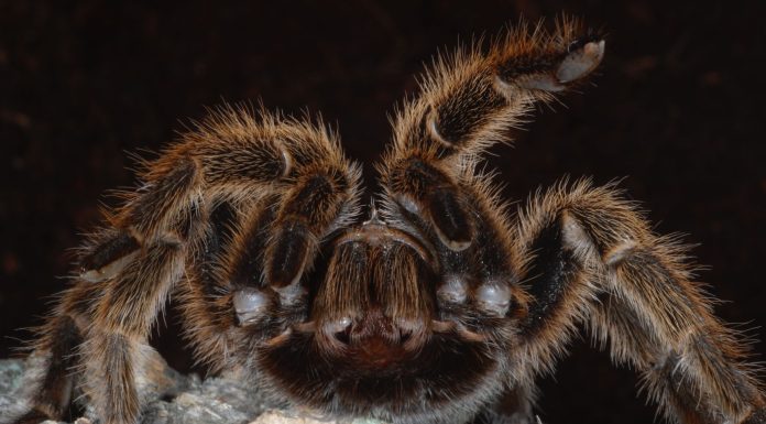 Descoperire înfiorătoare într-un tren din Germania: Un mecanic a găsit o cutie cu zeci de tarantule. Ce a urmat